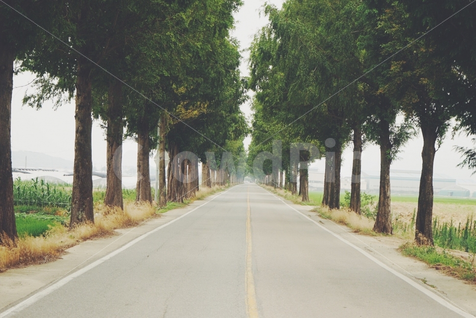 감성사진,메카세콰이어,필름카메라,필름,사진,자연,풍경,nature,landscape,여름,계절,summer,season,감성,sensible,feeling,road,도로,plant,식물,tree,나무