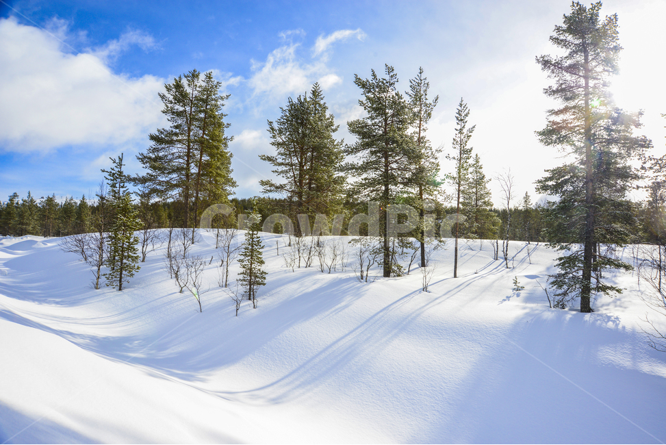 핀란드,사리셀카,이나리,라플란드,겨울,침엽수림,북극권,북극,계절,winter,season,자연,풍경,해외,외국,외국자연풍경,nature,landscape,world,notrhpole,arctic,finland,foreign,tree,forest,겨울숲,겨울,계절,winter,season,자연,풍경,nature,landscape,해외,외국,세계,foreign,oversea,world,세계자연풍경,해외자연풍경,외국자연풍경,world nature landscape,나무,plant,식물,fir,전나무,abies,아비