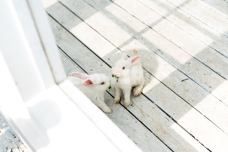 토끼,풀,두마리,동물,rabbit,아기토끼,빨간눈,동물,animal,포유류,mammal
