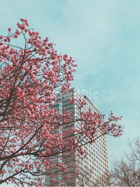 봄,매화,홍매화,매화나무,꽃나무,봄꽃,봄,계절,spring,season,자연,풍경,nature,landscape,plant,식물,flower,꽃,blossom