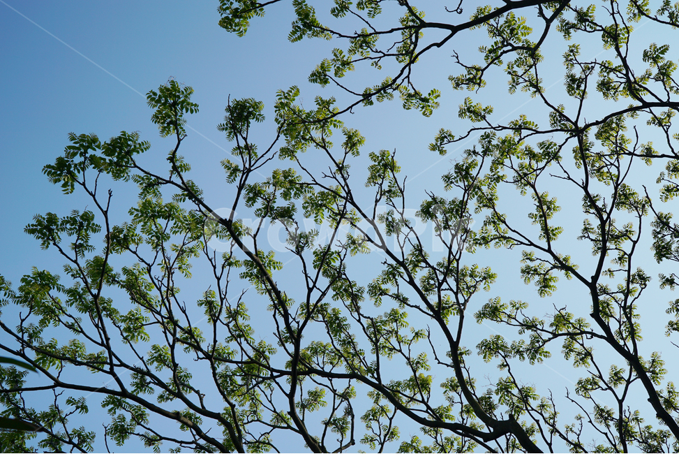 나무,하늘,자연,패턴,sky,식물,자연,plants,nature,나무,trees,wood