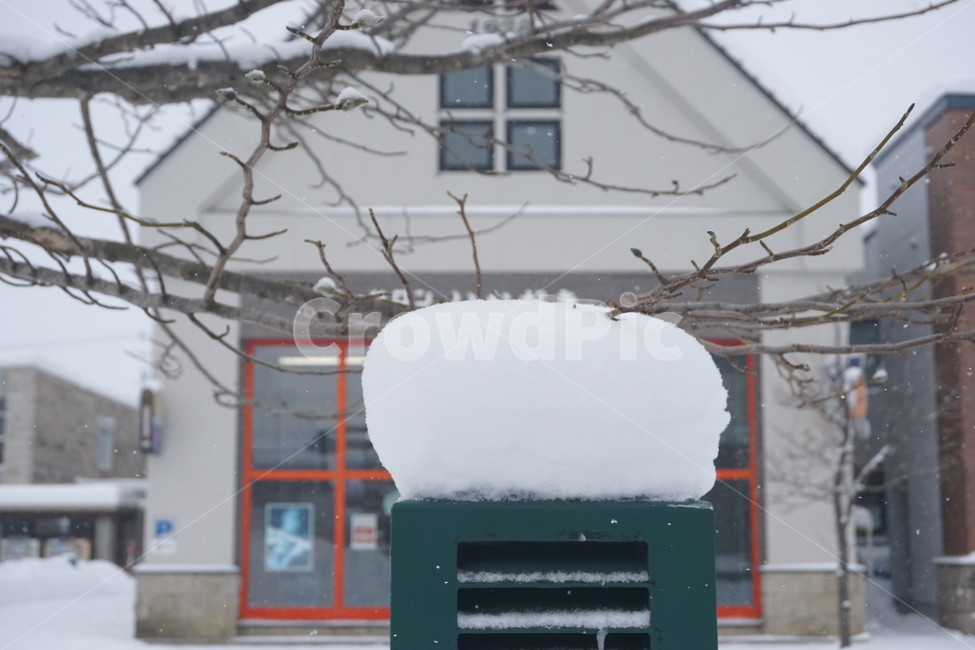 삿포로,눈길,눈,폭설,snow,길거리,street,winter,겨울,가로수,sapporo,hokkaido,겨울길거리,일본,홋카이도,눈쌓인길,차가운,얼음,겨울,계절,winter,season