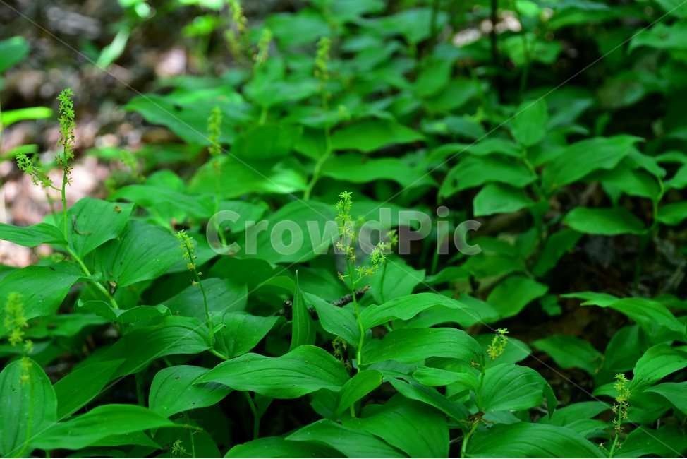 자주솜대,야생화,꽃,식물,자연,생태,플라워,flower,plants,nature,식물,자연,plants,nature