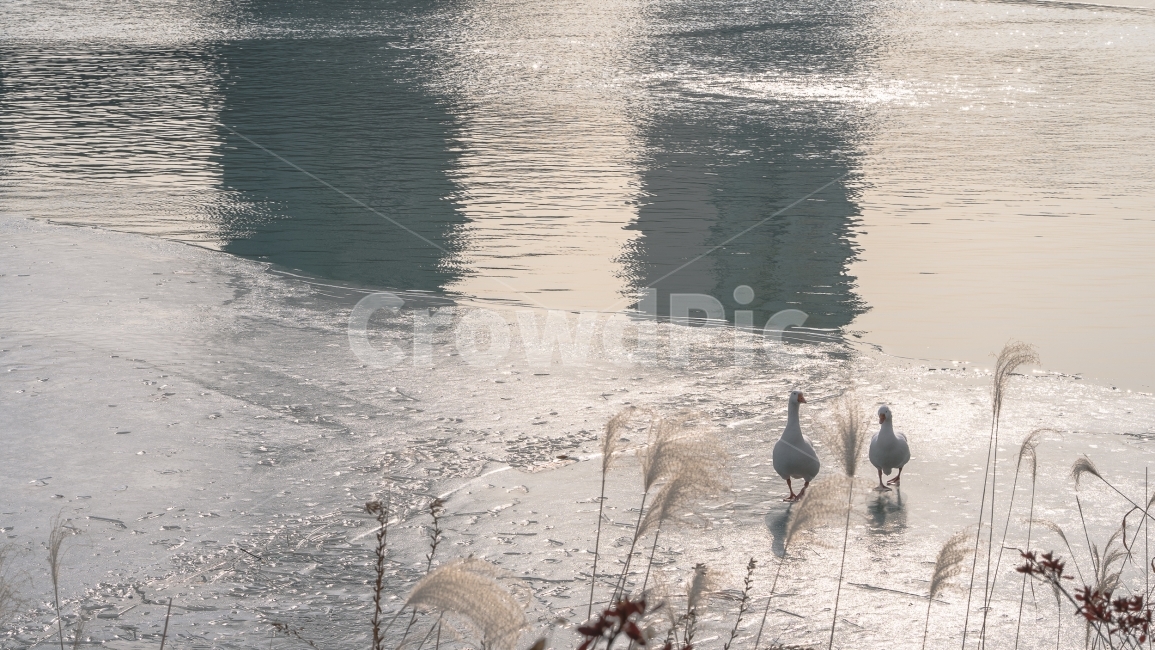 커플,거위,데이트,빙판,호수,얼음,겨울,자연,자연,풍경,nature,landscape,동물,animal,조류,새,birds,bird