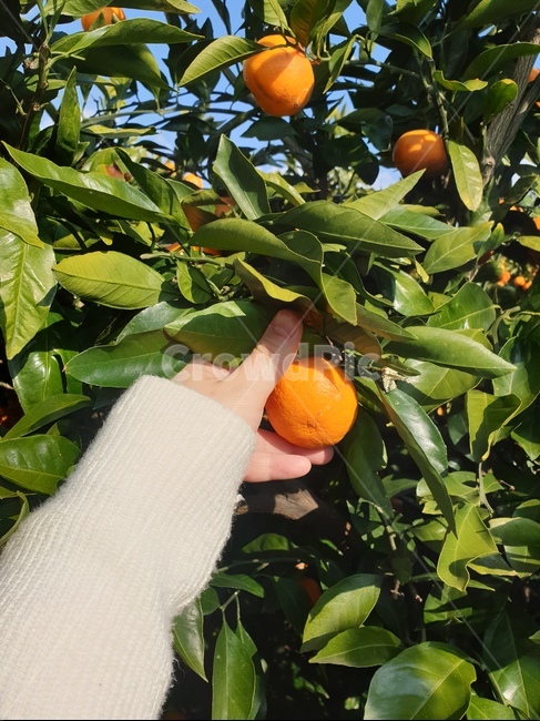 제주,황금귤,귤,귤따기,귤농장,체험농장,서귀포,아침햇살