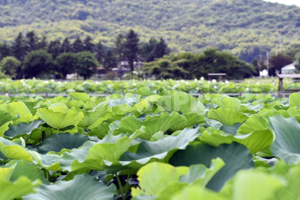 꽃,연꽃,연잎,수련,힐링,식물,plants,nature,flower,초록,호수,자연,자연,풍경,nature,landscape,식물,plants,plant,leaf,잎