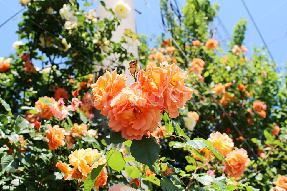 감성사진,자연,하늘,꽃,장미,색감,보정,flower,sky,summer,nature,식물,자연,plants,nature,꽃,flower