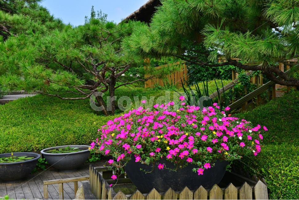 자연,nature,outdoors,옥외,scenery,풍경,landscape,경치,경기,안성,서일농원,꽃,페튜니아,garden,정원