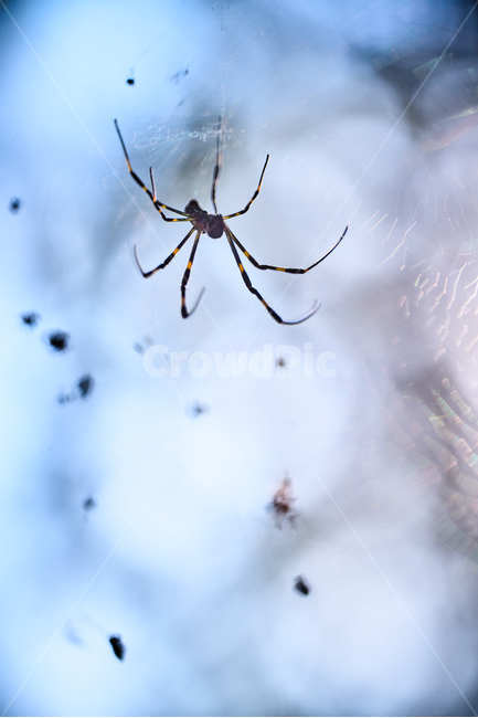 거미,접사,곤충,거미접사,매크로,동물,animal,곤충,벌레,insect,bug