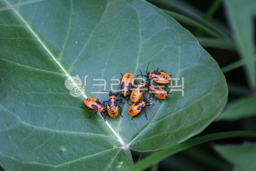 Crossshaped stink bug,plant,insect,nymph