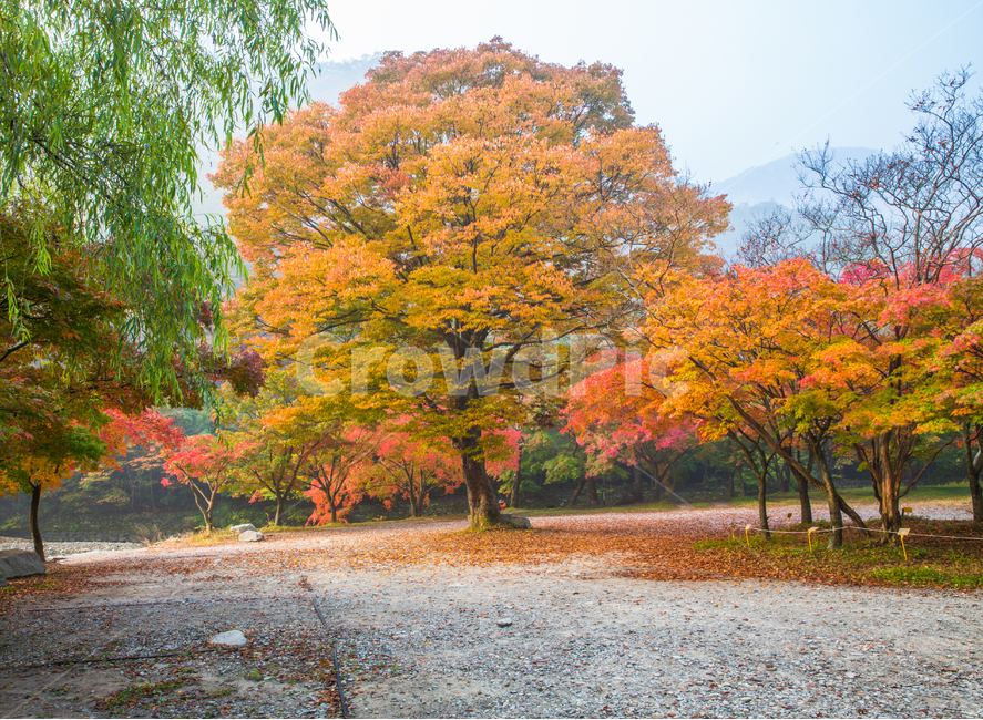 자연,풍경,경관,계절,가을,단풍,길,단풍길,낙엽,추경,만추,울긋불긋,단풍나무,나무,공원,절,사찰,내장사,내장산,산,국립공원,정자,팔각정,안개,아침,tree,plant,식물,maple