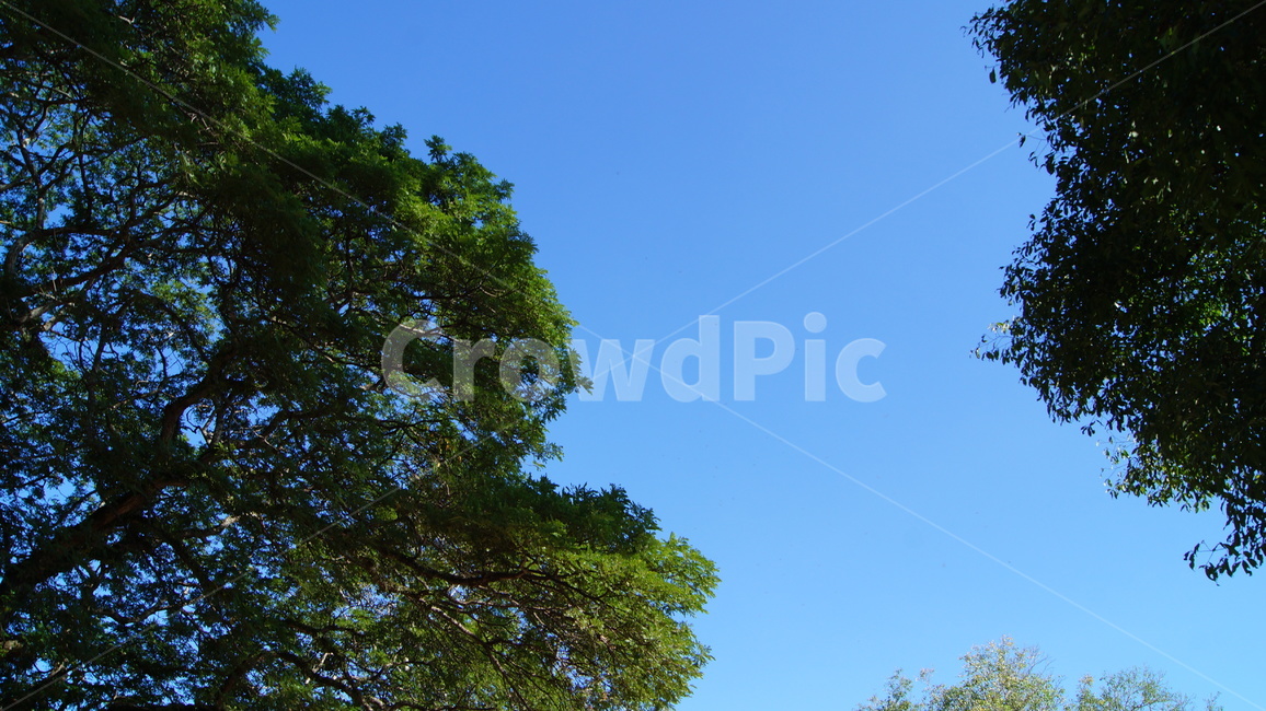 trees,tree,forest,cambodia,sky,blue,cloud,road,park,garden,river,landscape,rock,green,nature,sun,sunny,sunnyday,나무,하늘,공원,숲,캄보디아,강,풍경,자연,잔디,해,풀
