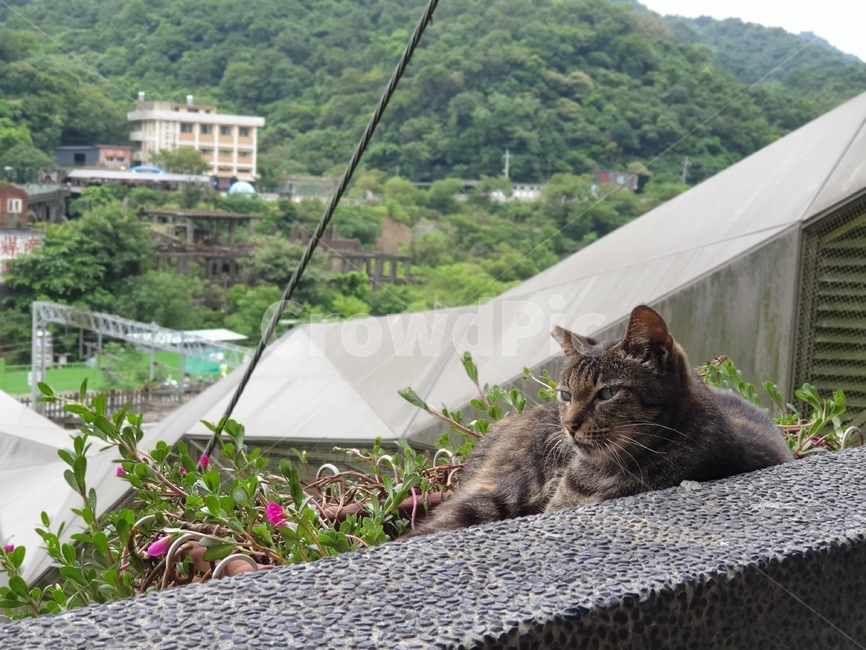 고양이,cat,taipei,sleepy,졸림,길고양이,난간,길냥이,streetcat,flower,꽃,대만,고양이마을,animal,동물,mammal,포유류,kitten,kitty,동물,animal,포유류,mammal,고양이,cat,kitten,kitty
