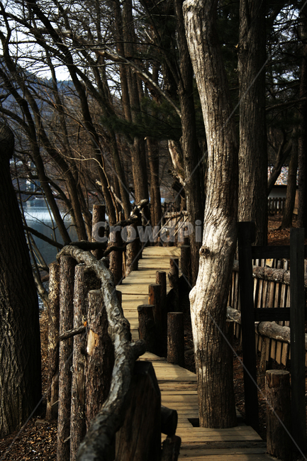 남이섬,춘천,산책로,강,섬,식물,자연,plants,nature,나무,trees,wood