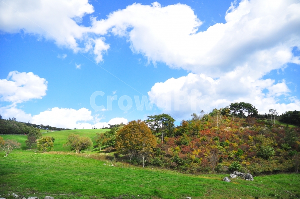 가을,양떼목장,대관령,잔디,하늘,구름,초원,나무,산,풍경,자연,autumn,korea,sheep,farm,ranch,grass,grassland,sky,clouds,mountain,landscape,자연,풍경,nature,landscape,한국자연풍경,한국자연경관,korea nature landscape,outdoors,옥외,목초지,field,들,plant,식물