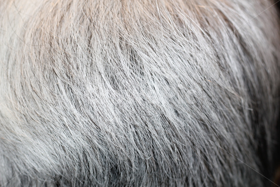 백발,힌머리,반백,하얀머리,인물,중년,검은머리,염색,hair,머리,사람,인물,인간,human,person,신체일부,몸,body