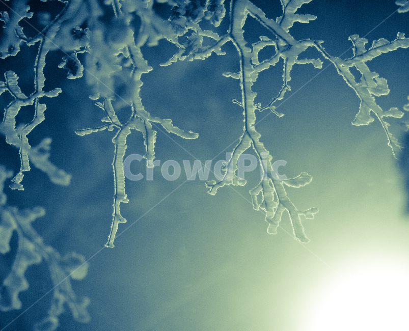 태백산,눈,눈꽃,야경,태백,나무가지,겨울,계절,winter,season