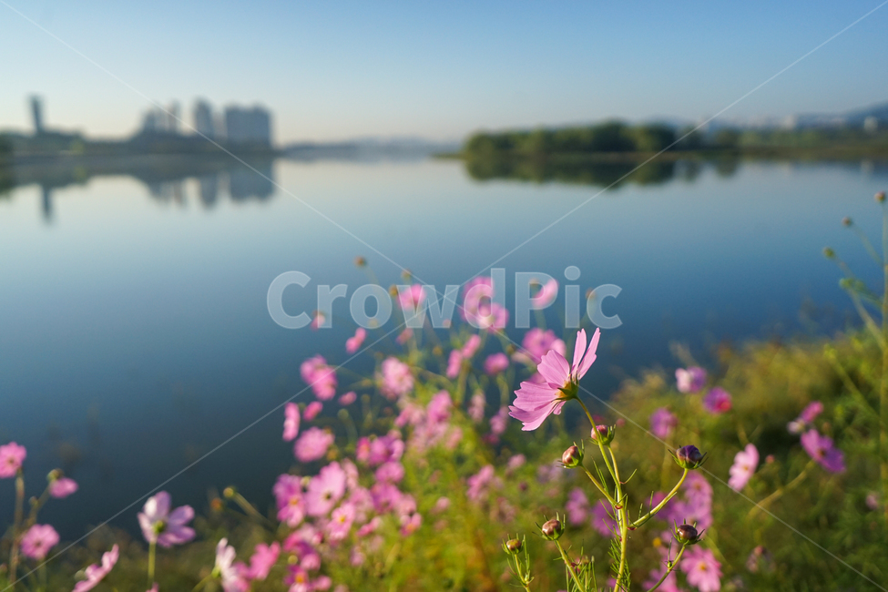 호수,저수지,꽃,야생화,가을,코스모스,가을,계절,fall,autumn,season,식물,자연,plants,nature,꽃,flower,geranium,제라늄,plant,blossom