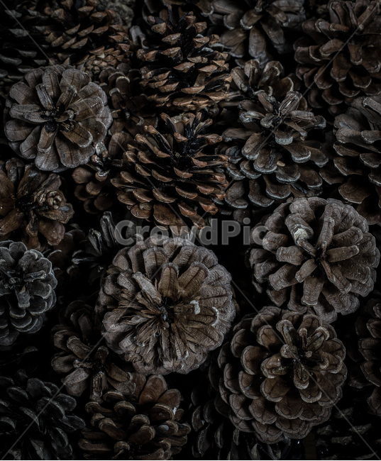 plant,식물,fungus,진균류,솔방울,pinecone,dark