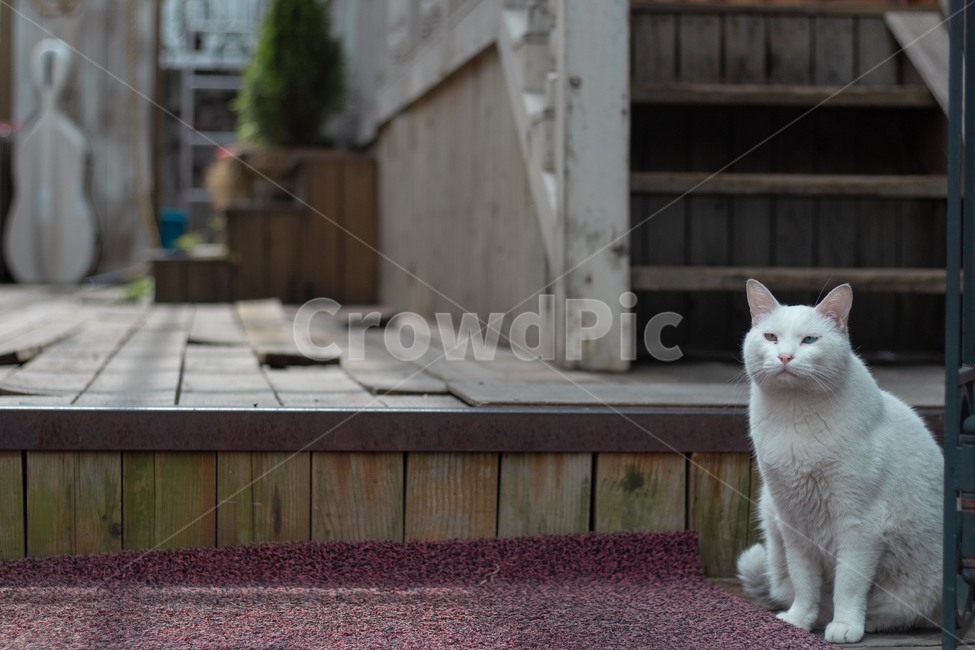 고양이,풍경,cat,애완동물,집