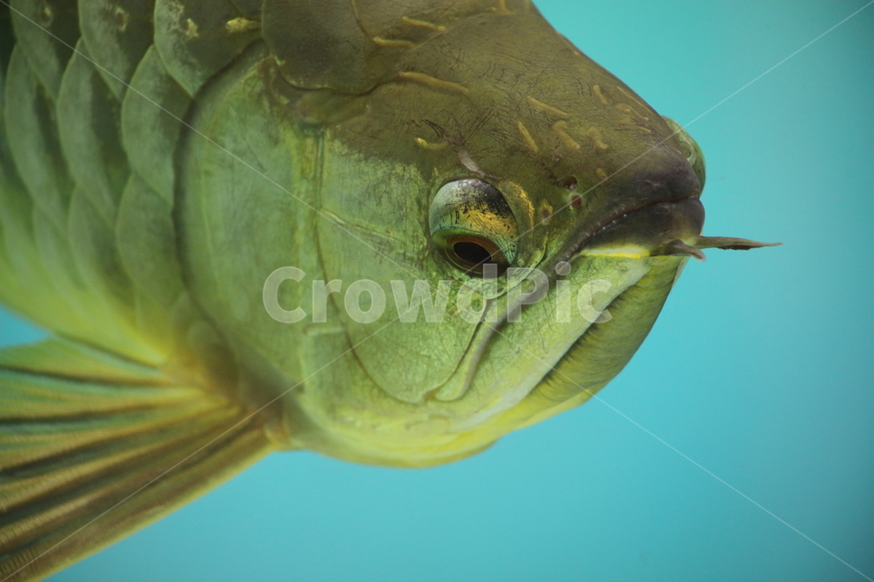 아로아나,아로와나,열대어,물고기,arowana,tropicalfish,동물,animal,어류,물고기,fish