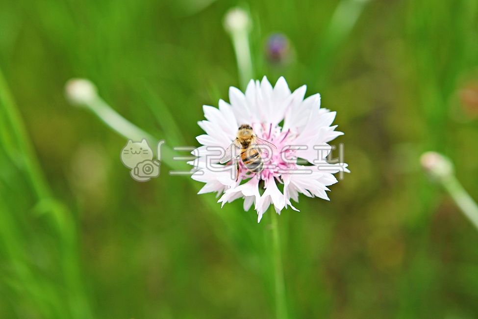 spring,chrysanthemum flower,bee,Chrysanthemum,nature,plant,insect,spring flower,animal