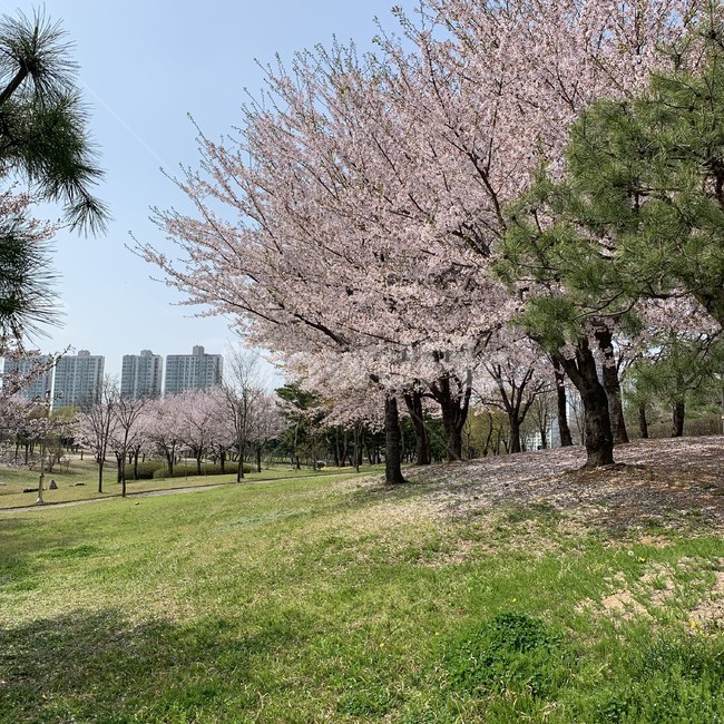 벚꽃,꽃,공원,풀,봄,피크닉,소풍