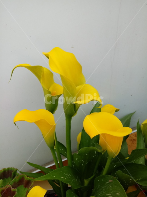 Use of flowers,Cheonnam and,calla,color,plant,yellow flower