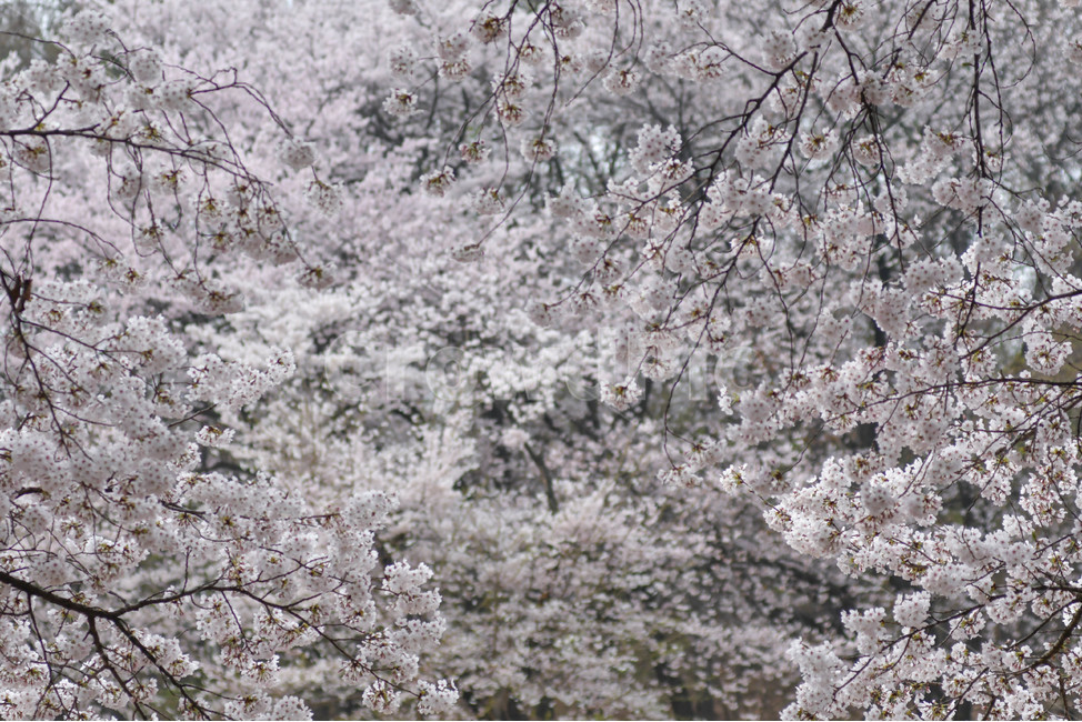 cherryblossom,벚꽃,꽃,blossom,식물,plant,flower,봄,계절,spring,season
