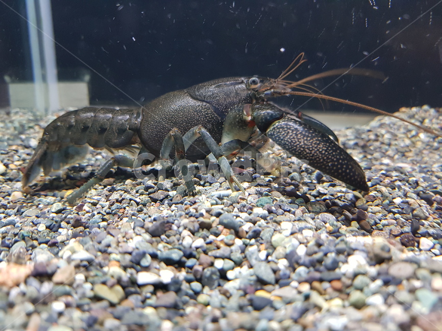 가재,쿠낙,호주가재,cheraxglaber,cheraxpreissi,동물,animal
