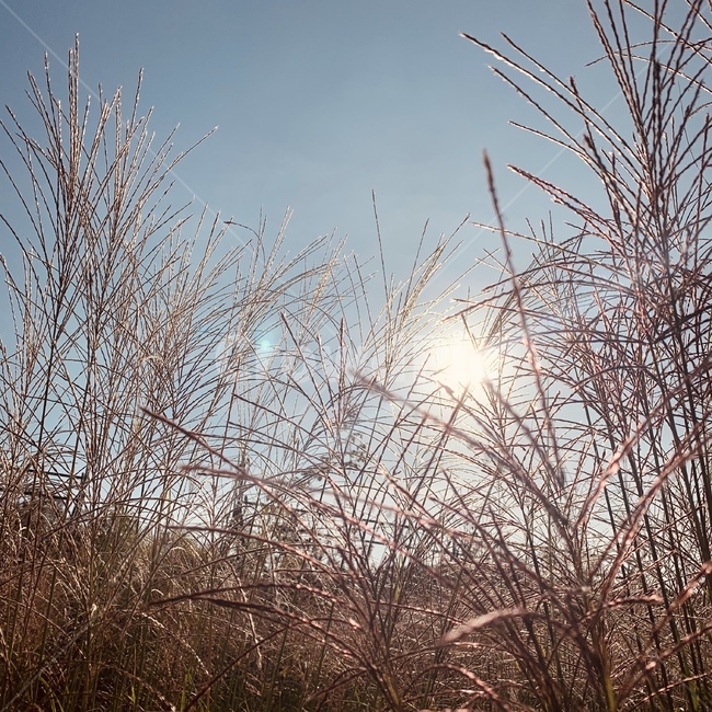 plant,식물,갈대,가을,reed,autumn,light,빛,sunlight,햇빛,가을,계절,fall,autumn,season,flare,플레어,grass,잔디