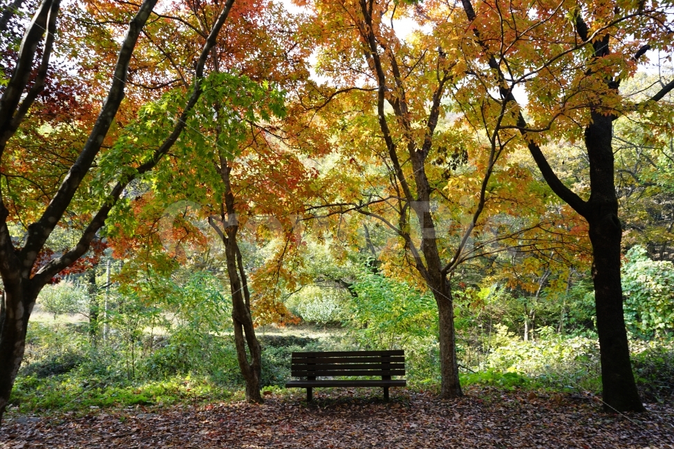 나무,가을,숲속,의자,벤치,국립공원,가을,계절,fall,autumn,season,자연,풍경,nature,landscape,식물,plants,나무,trees,wood,bench,tree,plant,furniture,가구