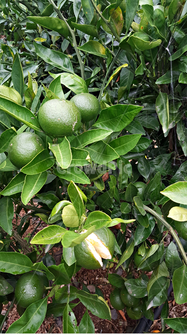 청귤,귤,감귤,plant,식물,fruit,과일,food,음식,감귤류과일