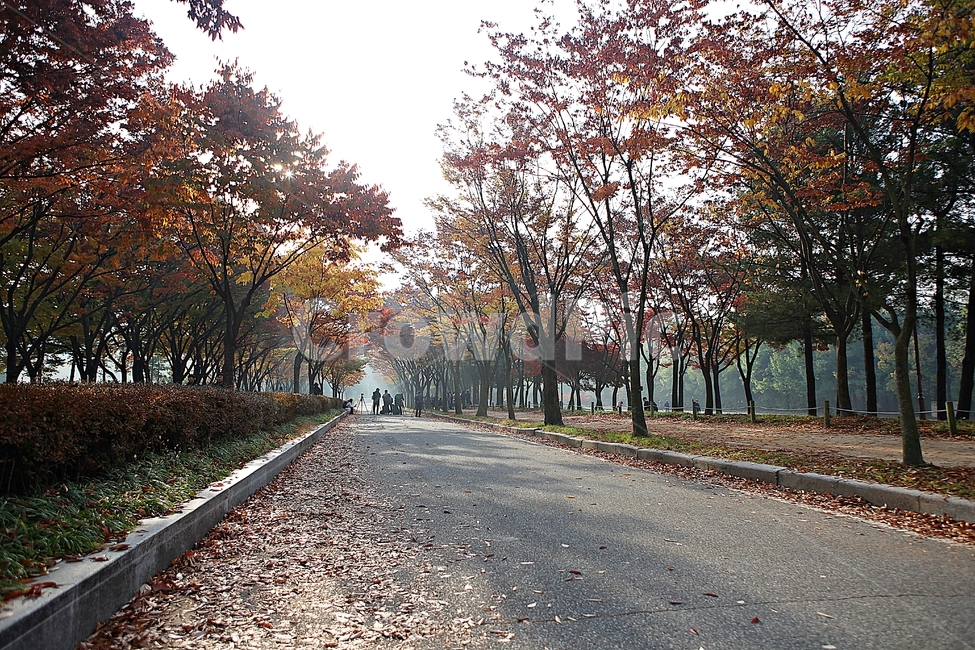 길,단풍길,조깅,사람,단풍,낙엽,산책로,로드,식물,자연,풍경,인천대공원,안개,가을,계절,fall,autumn,season,자연,풍경,nature,landscape,asphalt,아스팔트,road,도로