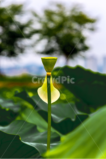 연밥,연잎,연꽃,청순,낙화,고결,습지,문양,식물,자연,plants,nature
