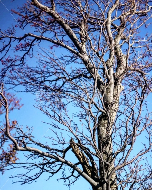 나무,맑은하늘,곧게뻗은,풍경,쨍한,식물,자연,plants,nature,나무,trees,wood