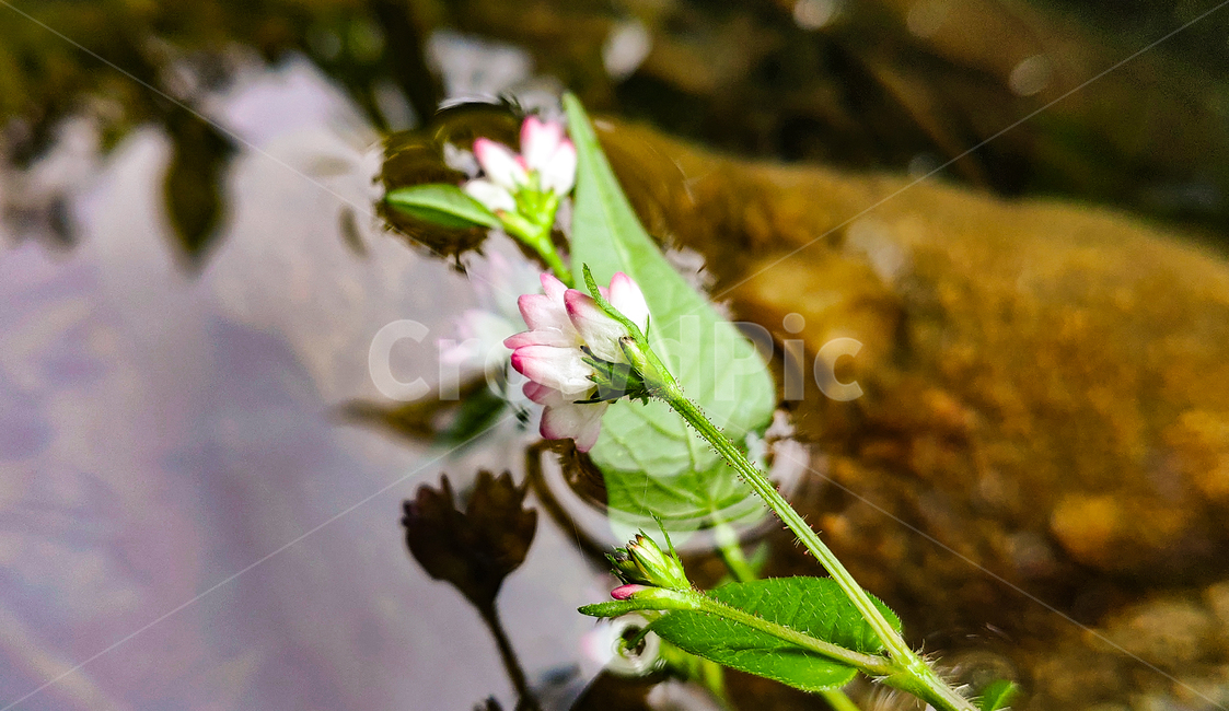 꽃,식물,plant,flower,연못,식물,자연,plants,nature