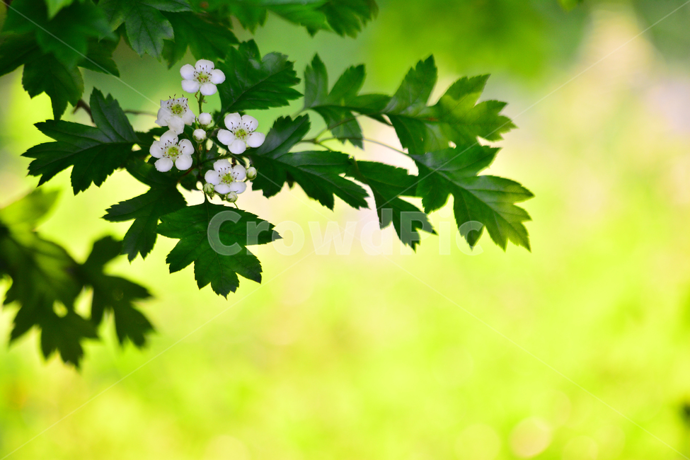 산사나무,숲,하얀꽃,나뭇잎,식물,나무,그린,plant,green,힐링,순수,무공해,녹색,초록,봄이미지,봄꽃,flowers,싱그러운,자연,natural,healing,forest,식물,자연,plants,nature,꽃,flower