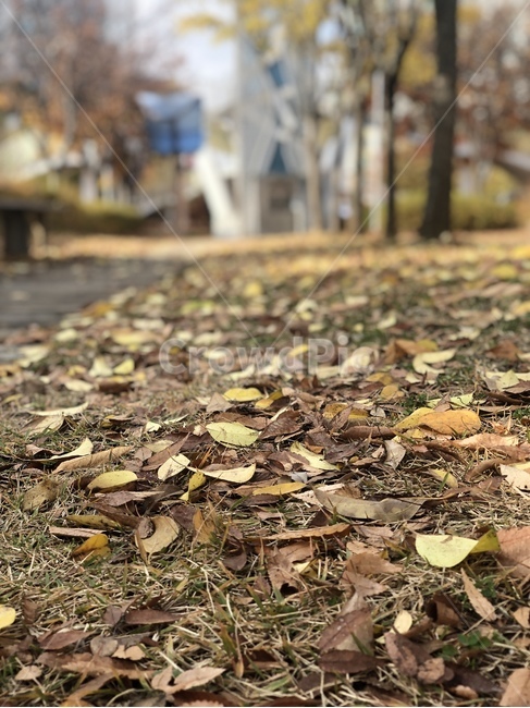 가을,낙엽,외로움,화창함,쌀쌀함,ground,바닥,가을,계절,fall,autumn,season