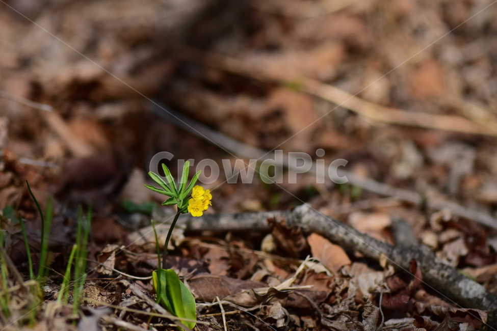 한계령풀,야생화,봄,꽃,풀꽃,자연,식물,식생,plants,nature,spring,season,flower