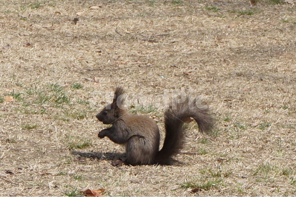다람쥐,동물,animal,청설모,squirrel