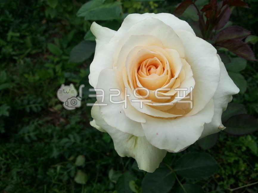 May rose,rose Festival,white rose,Rose