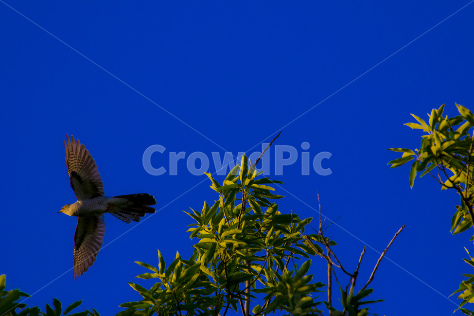 뻐꾸기,둥지,모정,사랑,날다,동물,animal,조류,새,birds