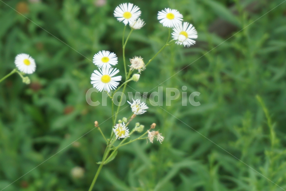 꽃,하얀꽃,여름,풍경,계절,잡초