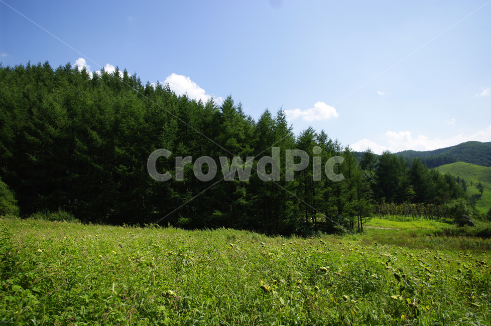하늘,구름,풍경,자연,식물,나무,tree,nature,들,field,목초지,자연,풍경,nature,landscape