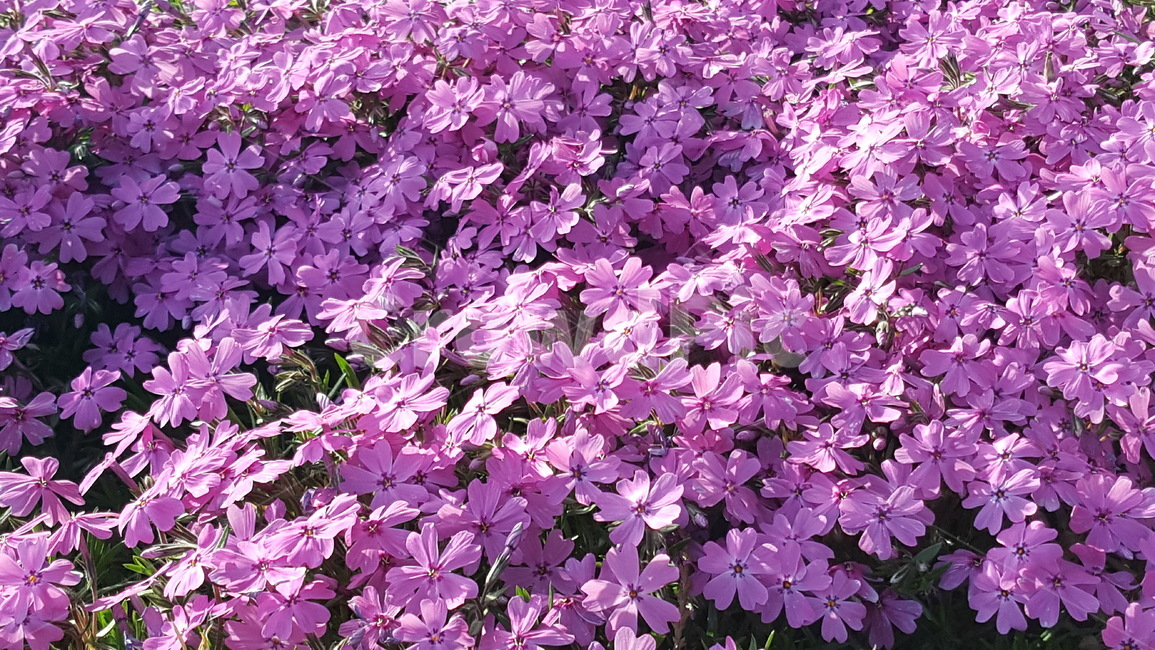 꽃,식물,화단,풍경,자연,식물,자연,plants,nature,꽃,flower