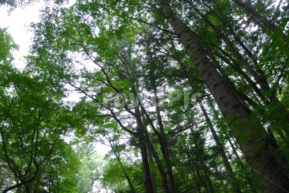 숲,나무,시원한,숲속,산,깨끗한,상쾌한,초록,forest,green,nature,tree,clear,rest,식물,자연,plants,nature,나무,trees,wood,휴식,힐링,rest,relaxation,healing