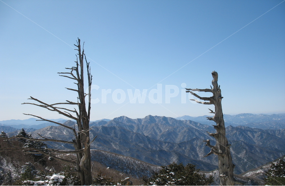 덕유산,설경,덕유능선,고사목,덕유연봉,겨울,계절,winter,season,자연,풍경,nature,landscape,한국자연풍경,한국자연경관,korea nature landscape,식물,plants,나무,trees,wood,plant,tree,outdoors,옥외