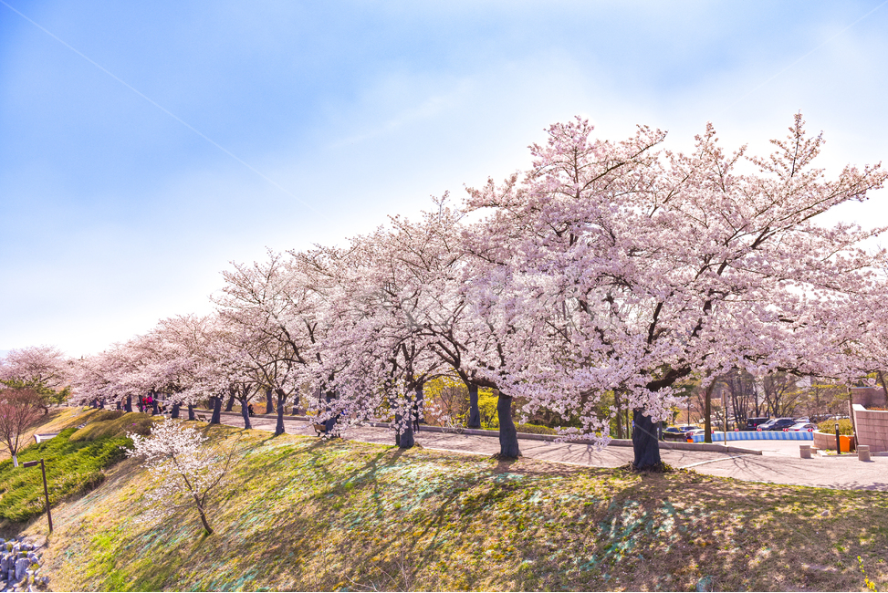 벚꽃,벚나무,개나리,봄,꽃길,봄,계절,spring,season,자연,풍경,nature,landscape,한국자연풍경,한국자연경관,korea nature landscape,plant,식물,blossom,꽃,flower