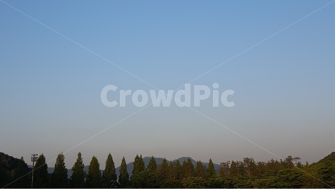 메타세콰이어,나무,해질녘,배경,하늘,자연,풍경,nature,landscape,tree,plant,식물,fir,전나무,outdoors,옥외